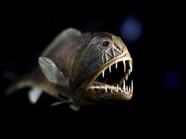 ఫ్యాంగ్ టూత్ 