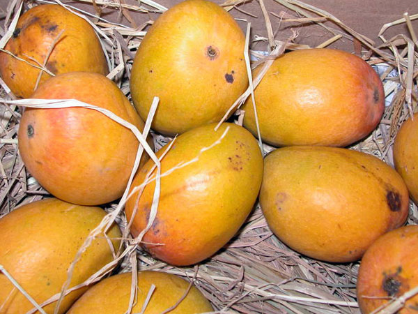 30. మామిడి