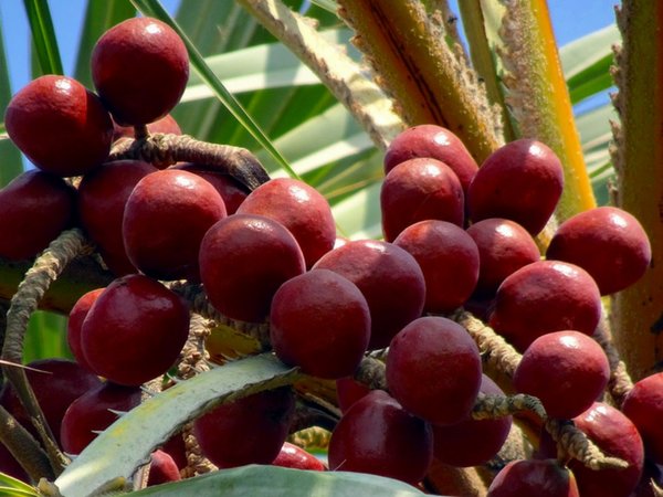 పాల్మ్ ఆయిల్ : 