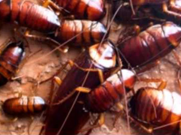 ప‌రీక్ష చేసి చూసి...