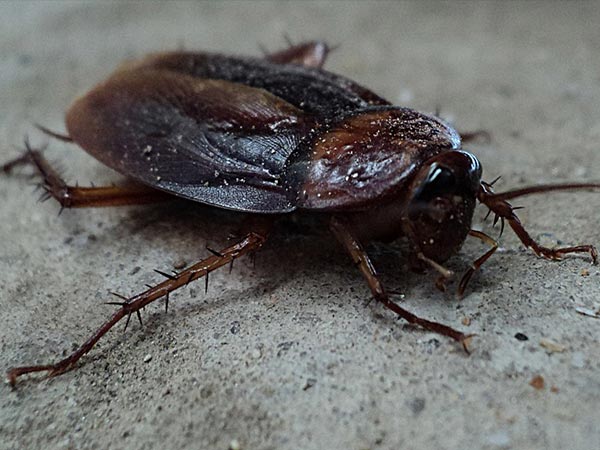 ఒక ఆడ బొద్దింకే చేసింది