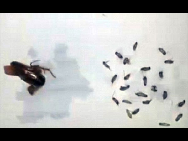 40 గుడ్లు పెట్టేసింది