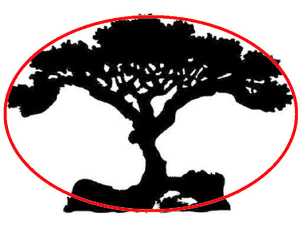 మీరు గనుక మొదట చెట్టుని చూసినట్లయితే, అప్పుడు