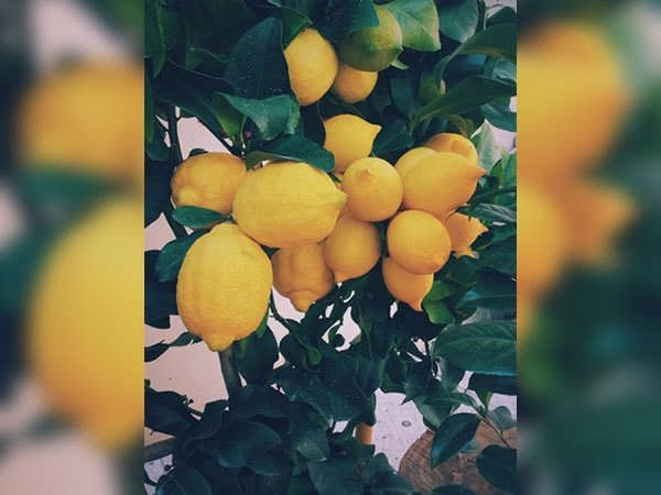 #10 నిమ్మరసం