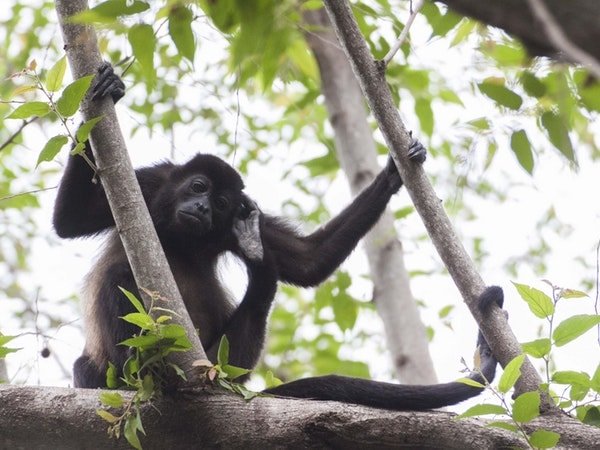 1. దుర‌ద పొక్కులు, వాపులు