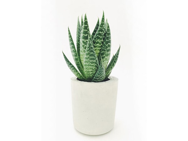 4. కలబంద జ్యూస్ :