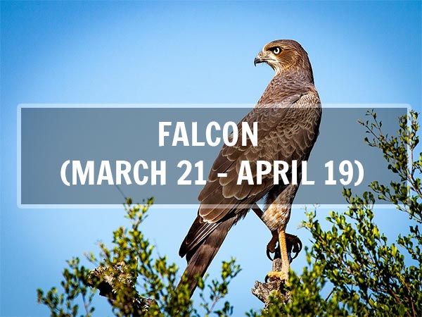 ఫాల్కన్ (మార్చ్ 21 - ఏప్రిల్ 19; మేషరాశి) ఫాల్కన్ (మార్చ్ 21 - ఏప్రిల్ 19; మేషరాశి)