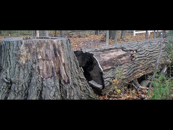 ప్రకృతిని హరించడం