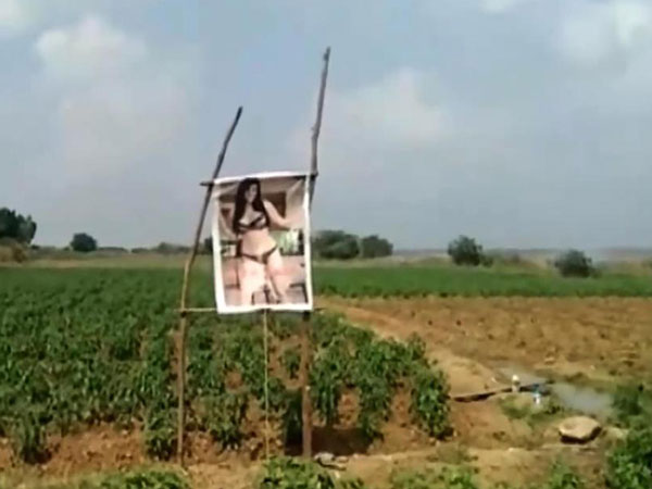 అందరి దిష్టి పచ్చని పంట పొలాలపై