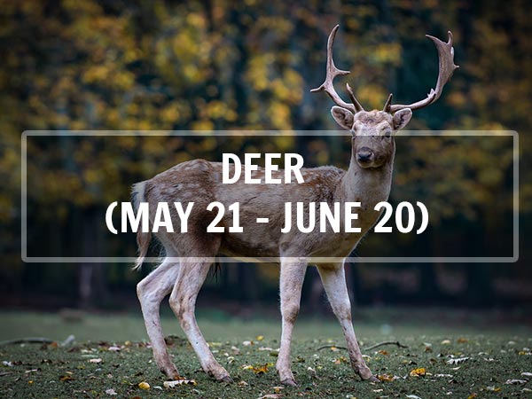 డీర్ (మే 21 - జూన్ 20; మిథునరాశి) డీర్ (మే 21 - జూన్ 20; మిథునరాశి)