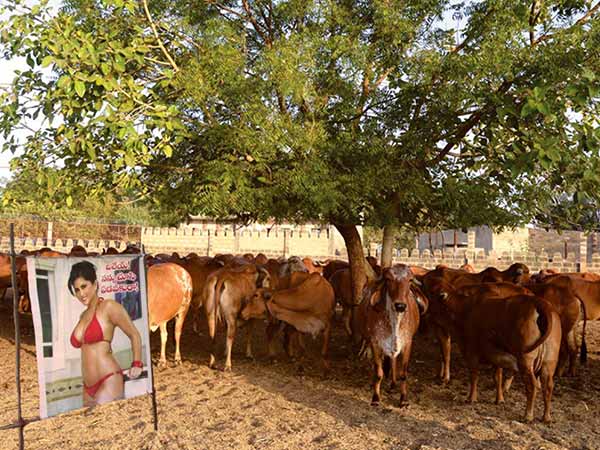 గోశాలల ఎదుట