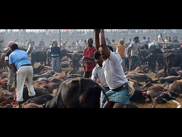 జంతువులను చంపితే