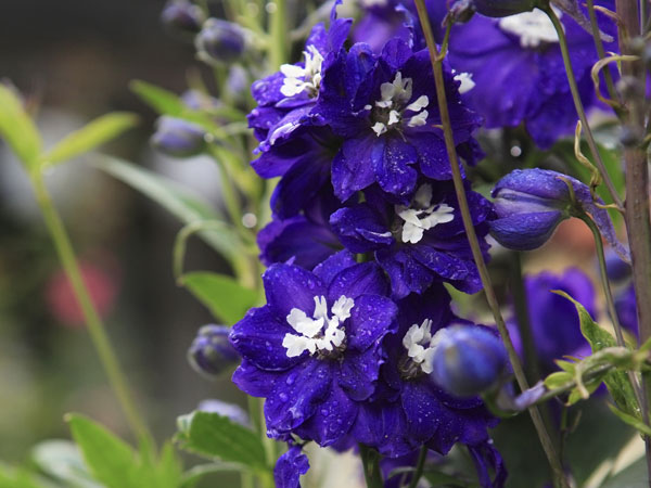 లార్కస్పూర్ :