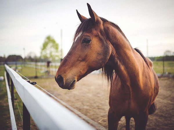 మీరు 8 నుండి 14 వ తేదీ మధ్యలో పుట్టి ఉంటే - గుర్రం :