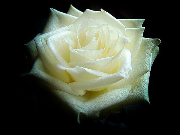 తెలుపు రంగు రోజా పువ్వు :