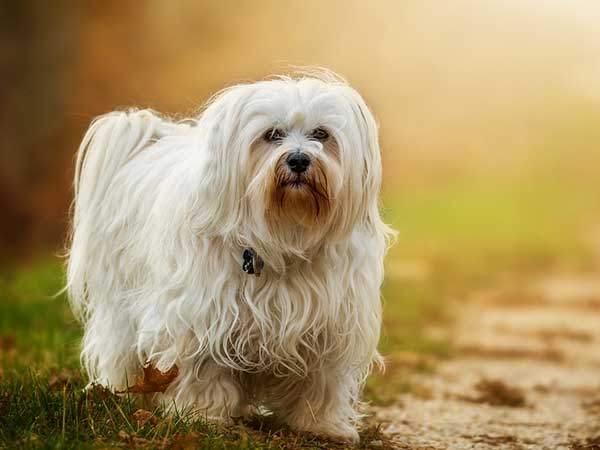 Summer pet Care tips for Puppies