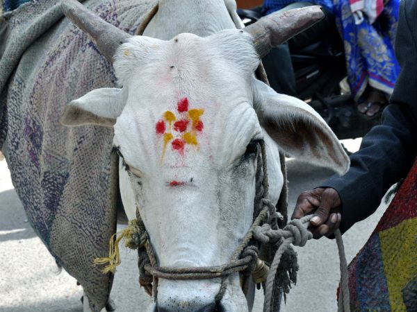 గోమాత ఏడుపు