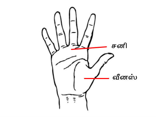  వైట్ మోల్: