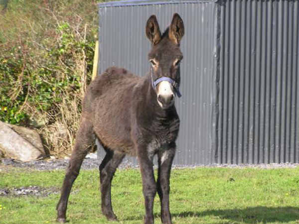 షిలాహారా రాజవంశం