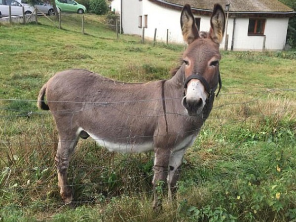 ఇంట్లోని స్త్రీలను దారుణంగా శిక్షించేవారు