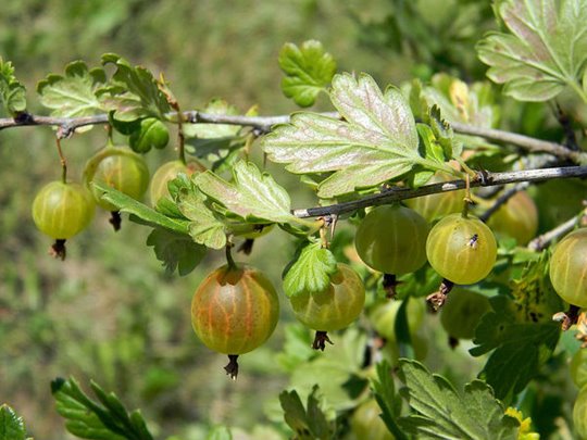 How beneficial is a fusion of Amla and Castor Oil 