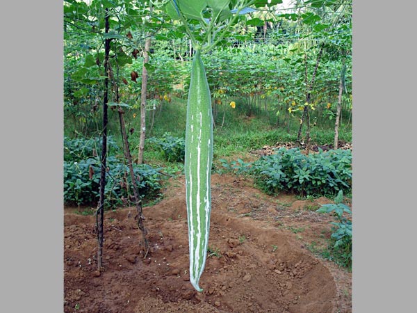 9. త్రిఫల: