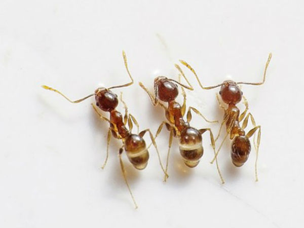 విషం చేరడంతో