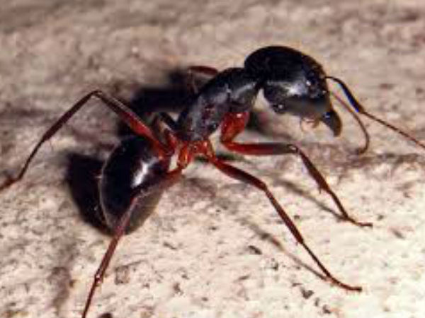 కొన్ని రకాల చీమలు కుడితే