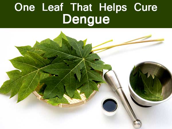 బొప్పాయి ఆకులు :