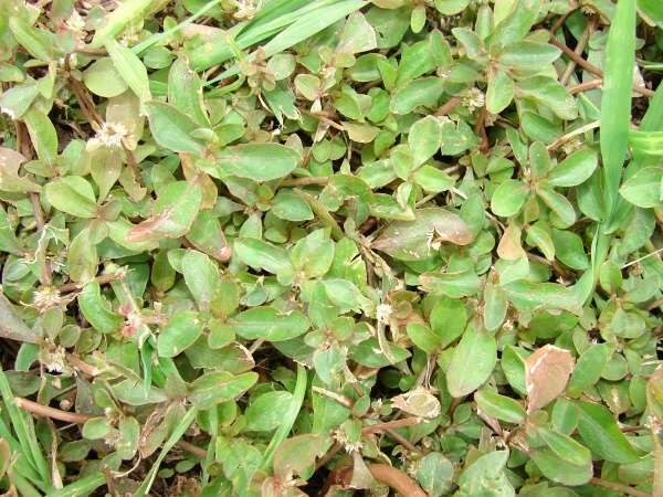 పొన్నగంటి కూర