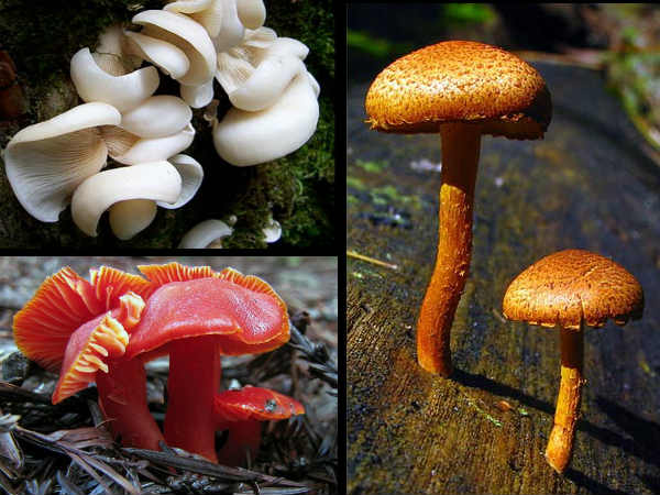 హానికారక ఫ్రీరాడికల్స్