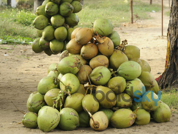 రోగ నిరోధక శక్తి