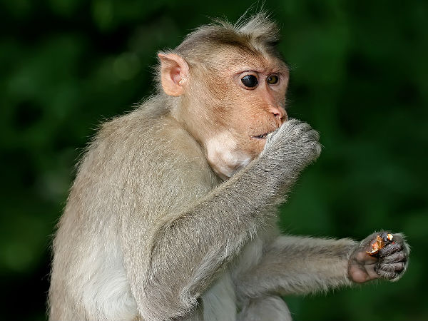 ఆహారం చూపిస్తే