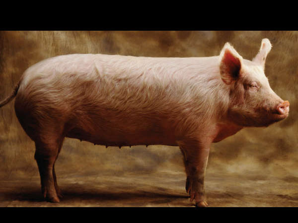 కేంద్రం స్పందించింది