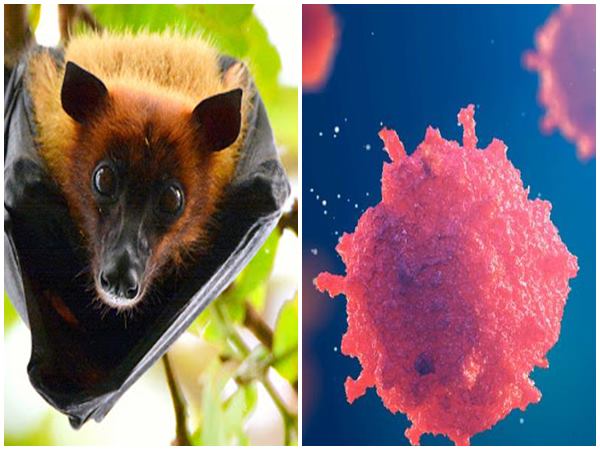 ఇండియన్ జర్నల్ ఆఫ్ వైరాలజీ