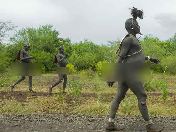 వీరి ఆహారం ఆవురక్తం మరియు పాలమిశ్రమం రూపంలో వస్తుంది,