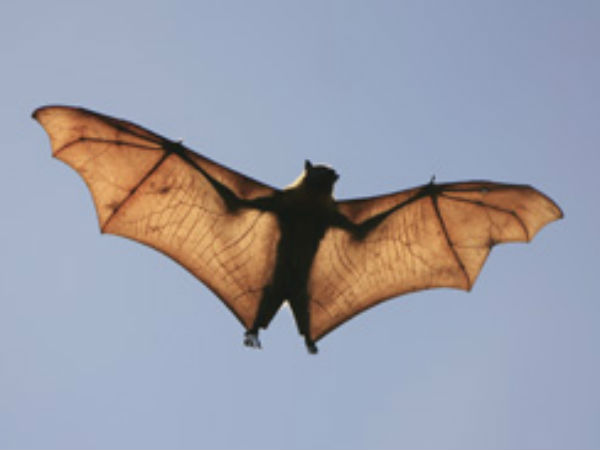 నిపా వైరస్ వస్తుందని భయం లేదు