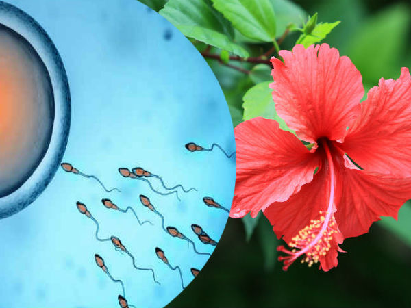 వీర్యకణాల సంఖ్య పెంచడానికి