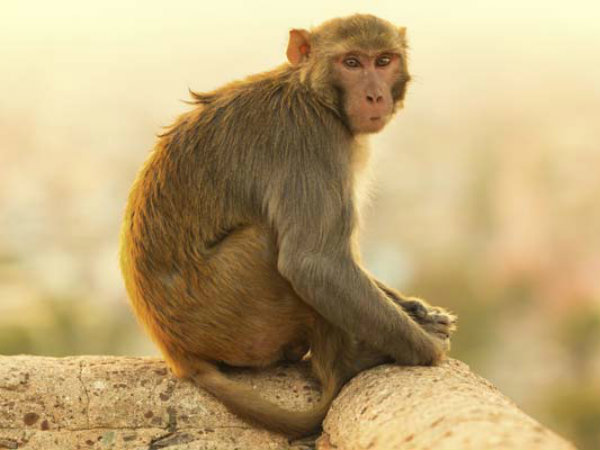 తెలుగు రాష్ట్రాల్లో