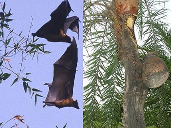 గబ్బిలాలు తినేసిన పళ్లు