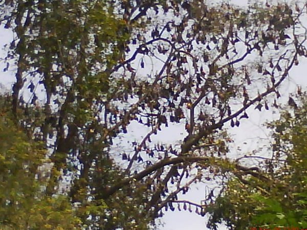 గబ్బిలాల స్రావాలతో కలుషితమైంది