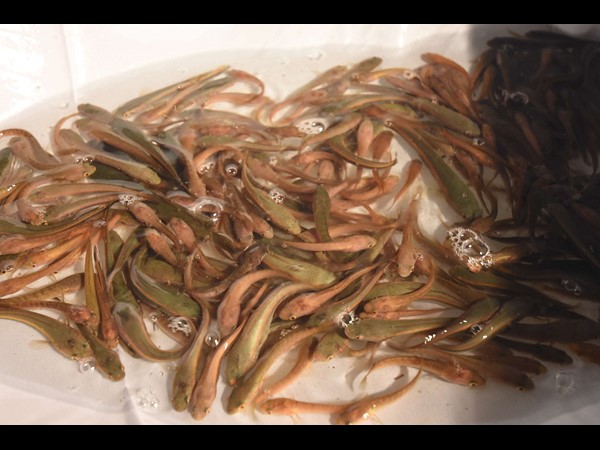 ఆసక్తికరమైన కథనం