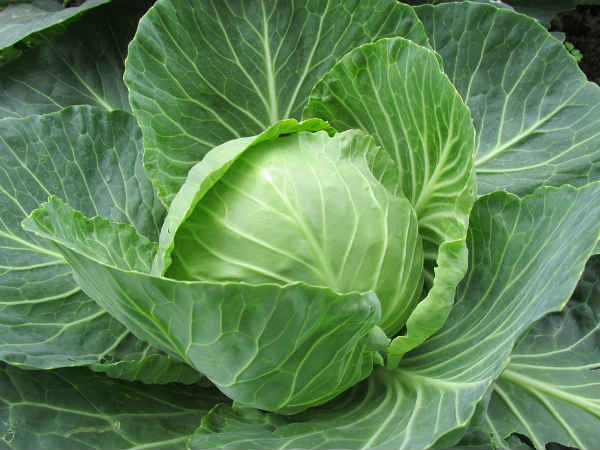 శరీర పనితీరు మెరుగవుతుంది శరీర పనితీరు మెరుగవుతుంది