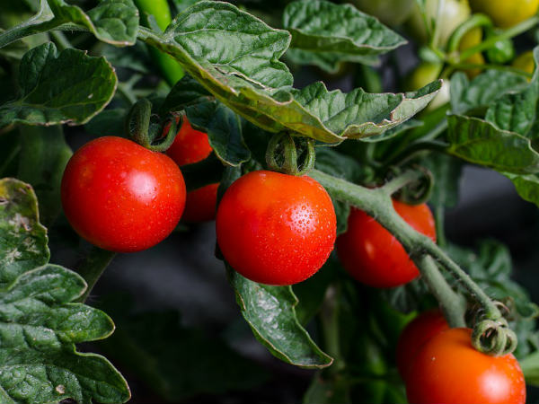 స్కిన్ పోర్స్ ను టైట్ చేస్తుంది: