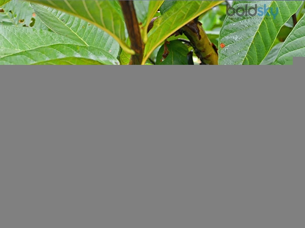 జామ ఆకులు డయాబెటిస్ చికిత్సలో ఎలా ఉపయోగపడుతాయి: