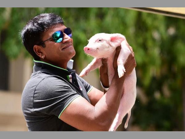 పందిపిల్ల సెక్యూర్డ్‌గా ఫీలైనపుడు