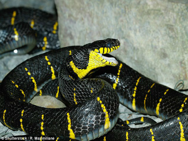 పాము ను బుక్ చేసుకుంది