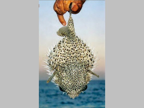 కొన్ని అవయవాలు చాలా డేంజర్