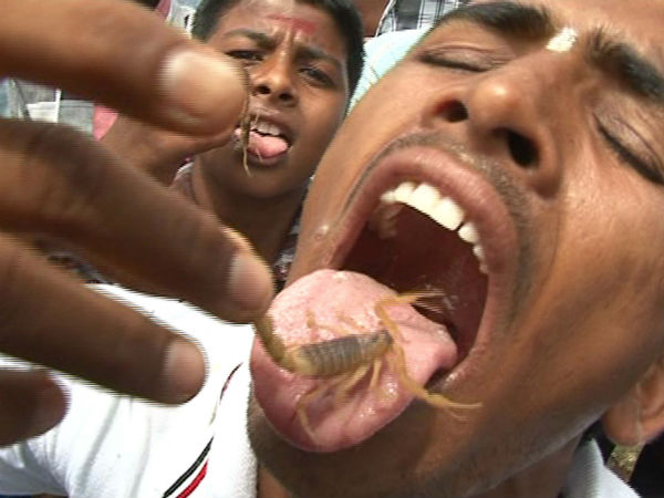 తేళ్లు ఎవర్నీ కుట్టవట