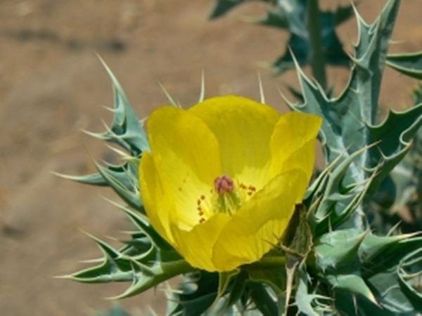 4. ఈవెనింగ్ ప్రిమ్రోస్